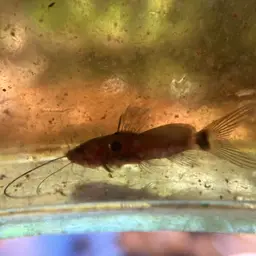 two-spot mystus, photo 8