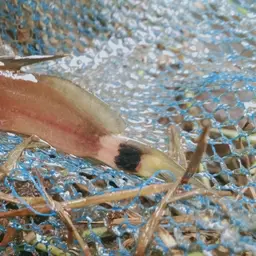 two-spot mystus, photo 9