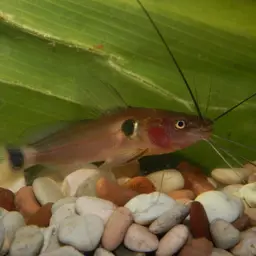 two-spot mystus, photo 10