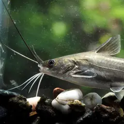 Long whiskers catfish, photo 1