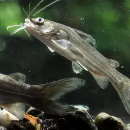 Long whiskers catfish, photo 2