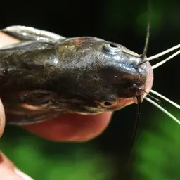 Long whiskers catfish, photo 3