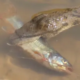 Long whiskers catfish, photo 4