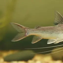 Long whiskers catfish, photo 5