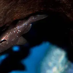 Upside-down Catfish, photo 1