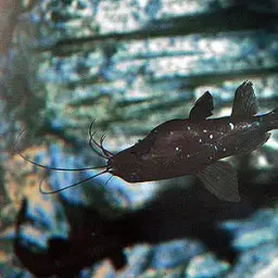Upside-down Catfish, photo 2