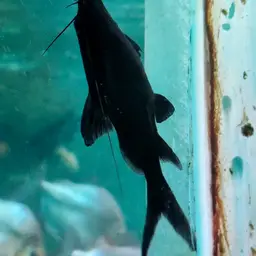 Upside-down Catfish, photo 3