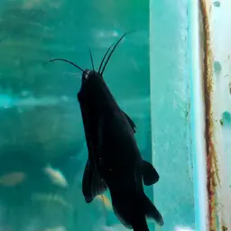 Upside-down Catfish, photo 4
