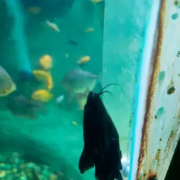 Upside-down Catfish, photo 5