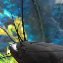 Upside-down Catfish, photo 7