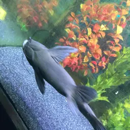 Upside-down Catfish, photo 8