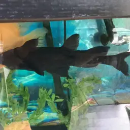 Upside-down Catfish, photo 9