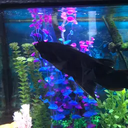 Upside-down Catfish, photo 10