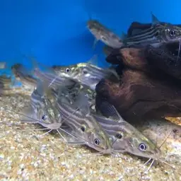 Tengra Mystus, photo 1