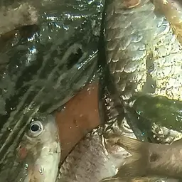 Tengra Mystus, photo 2