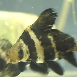 Chinese Sucker, photo 1