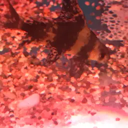 Chinese Sucker, photo 10