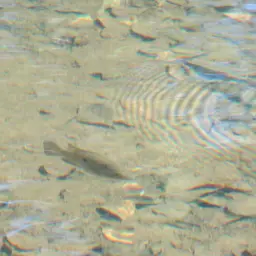 Haitian Cichlid, photo 1
