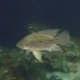 Haitian Cichlid, photo 2