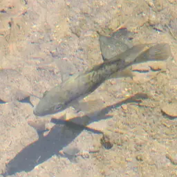 Haitian Cichlid, photo 3