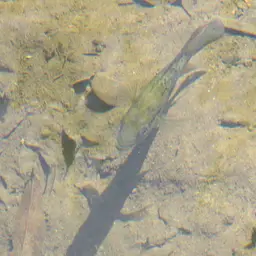 Haitian Cichlid, photo 4