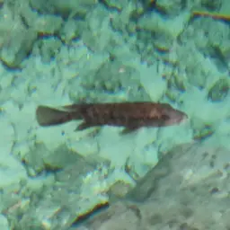 Haitian Cichlid, photo 5