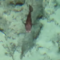 Haitian Cichlid, photo 6