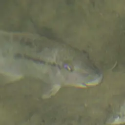 Haitian Cichlid, photo 7