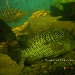 Haitian Cichlid, photo 8