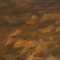 Haitian Cichlid, photo 9