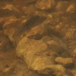 Haitian Cichlid, photo 10