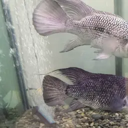 Haitian Cichlid, photo 11