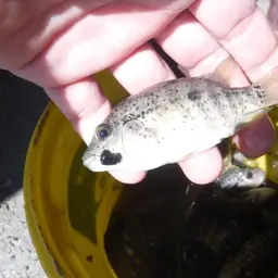 Haitian Cichlid, photo 12