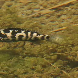Cuban Cichlid, photo 1