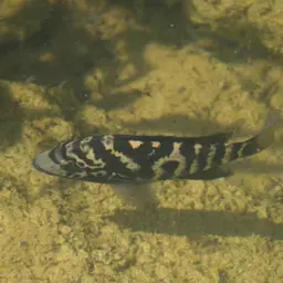 Cuban Cichlid, photo 2