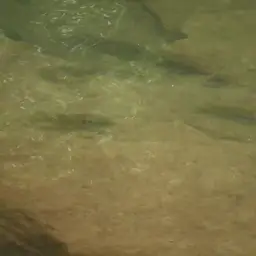 Cuban Cichlid, photo 3
