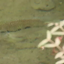 Cuban Cichlid, photo 4