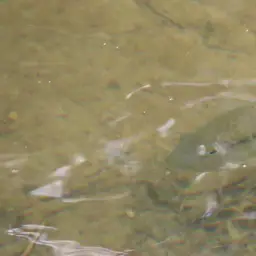 Cuban Cichlid, photo 5