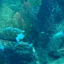 Cuban Cichlid, photo 6