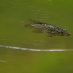 Cuban Cichlid, photo 7