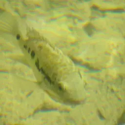 Cuban Cichlid, photo 9