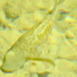 Cuban Cichlid, photo 10