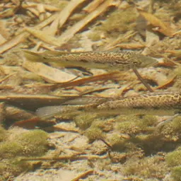Cuban Cichlid, photo 12