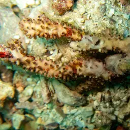 Pipe Organ Coral, photo 1