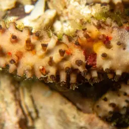 Pipe Organ Coral, photo 2