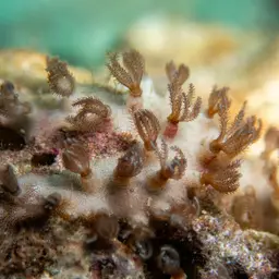 Pipe Organ Coral, photo 3