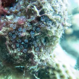 Pipe Organ Coral, photo 4