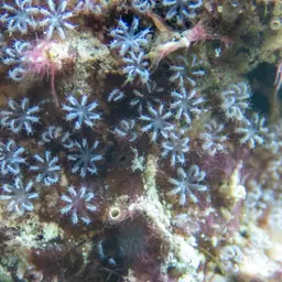 Pipe Organ Coral, photo 5