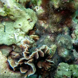 Pipe Organ Coral, photo 6