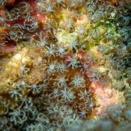 Pipe Organ Coral, photo 7